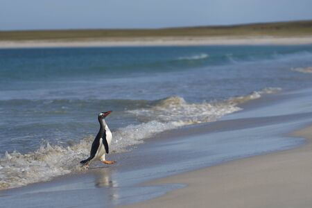 Gentoo Penguins (Pygoscelis papua) coming back to land after a day spent feeding at sea. Bleaker Island in the Falkland Islands.の写真素材