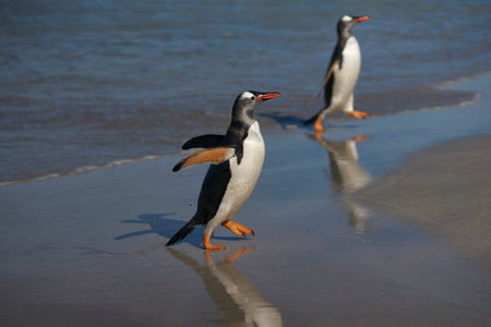 Gentoo Penguins (Pygoscelis papua) coming back to land after a day spent feeding at sea. Bleaker...