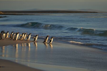 Large number of Gentoo Penguins (Pygoscelis papua) held back from going to sea by a Leopard Seal, out of shot, hunting offshore Bleaker Island in the Falkland Islands.の写真素材