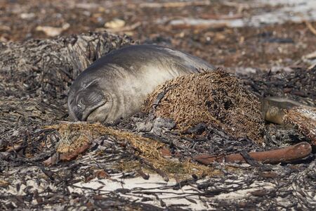 Recently weaned Southern Elephant Seal pup (Mirounga leonina) on the coast of Sea Lion Island in the Falkland Islands.の写真素材