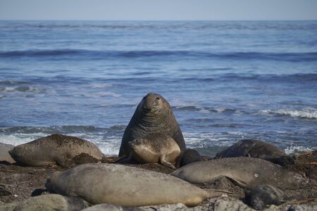 Dominant male Southern Elephant Seal (Mirounga leonina) races through his harem to see off an interloper during the breeding season. Sea Lion Island in the Falkland Islands.の写真素材