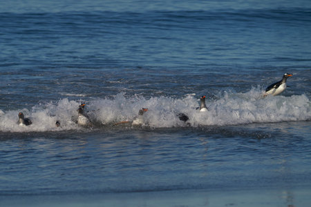 Gentoo Penguins (Pygoscelis papua) coming ashore after feeding at sea on Sea Lion Island in the Falkland Islands.の写真素材