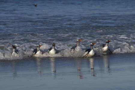 Gentoo Penguins (Pygoscelis papua) coming ashore after feeding at sea on Sea Lion Island in the Falkland Islands.の写真素材
