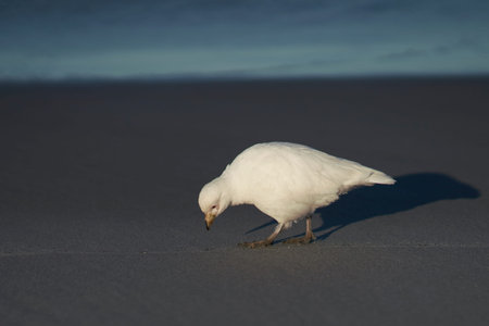 Pale-faced Sheathbill (Chionis albus) walking along the coast of Sea Lion Island in the Falkland...