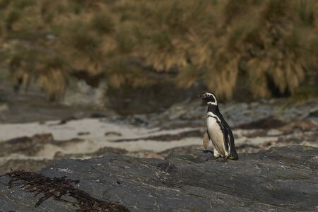 Magellanic Penguin (Spheniscus magellanicus) going to sea to feed from the coast of Sea Lion Island in the Falkland Islands.の写真素材