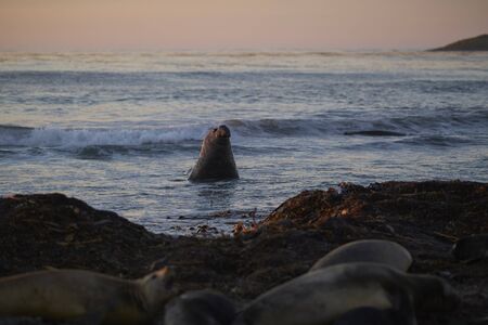 Male Southern Elephant Seal (Mirounga leonina) approaches an group of females from the sea hoping he will not be seen by the dominant male. Sea Lion Island in the Falkland Islands.の写真素材