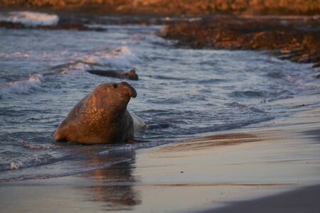 Male Southern Elephant Seal (Mirounga leonina) approaches an group of females from the sea hoping he will not be seen by the dominant male. Sea Lion Island in the Falkland Islands.の写真素材