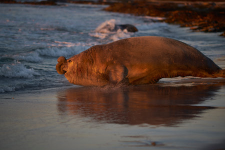 Dominant male Southern Elephant Seal (Mirounga leonina) races into the sea to see off an interloper...