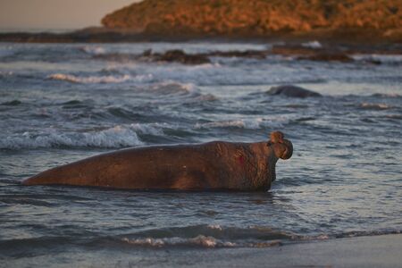 Dominant male Southern Elephant Seal (Mirounga leonina) coming ashore after chasing off an interloper during the breeding season. Sea Lion Island in the Falkland Islands.の写真素材