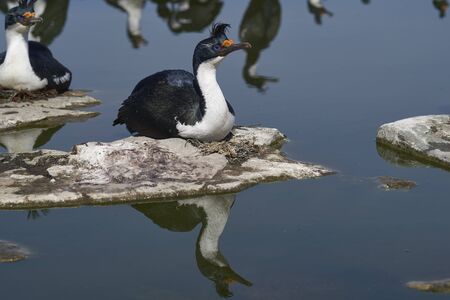 Imperial Shag (Phalacrocorax atriceps albiventer) nesting on Sea Lion Island in the Falkland Islandsの写真素材