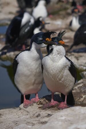 Pair of Imperial Shag (Phalacrocorax atriceps albiventer) during breeding season on Sea Lion Island in the Falkland Islandsの写真素材