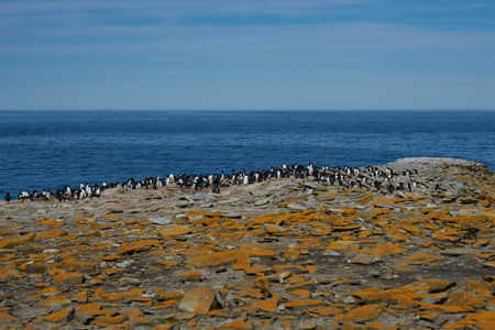 Colony of Rockhopper Penguins (Eudyptes chrysocome) on the cliffs of Sea Lion Island in the Falkland Islandsの写真素材