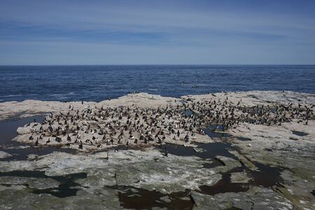 Imperial Shag (Phalacrocorax atriceps albiventer) nesting on Sea Lion Island in the Falkland Islandsの写真素材