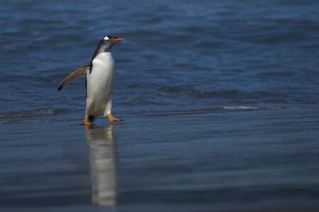Gentoo Penguins (Pygoscelis papua) coming ashore after feeding at sea on Sea Lion Island in the Falkland Islands.の写真素材