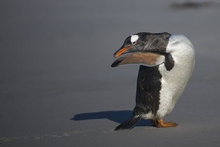 Gentoo Penguin (Pygoscelis papua) preening after coming ashore on Sea Lion Island in the Falkland Islands.の写真素材