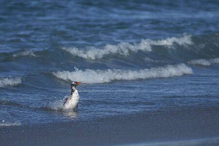 Gentoo Penguins (Pygoscelis papua) coming ashore after feeding at sea on Sea Lion Island in the Falkland Islands.の写真素材