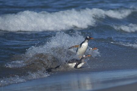 Gentoo Penguins (Pygoscelis papua) coming ashore after feeding at sea on Sea Lion Island in the Falkland Islands.の写真素材