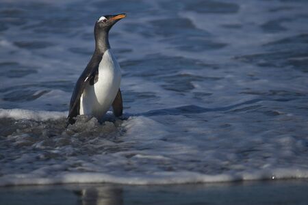 Gentoo Penguins (Pygoscelis papua) coming ashore after feeding at sea on Sea Lion Island in the Falkland Islands.の写真素材