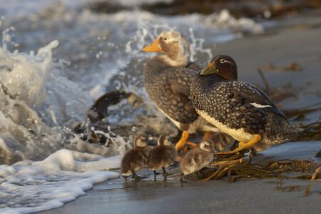 Falkland Steamer Duck (Tachyeres brachypterus) with chicks on a sandy beach on Sea Lion Island in the Falkland Islands.の写真素材