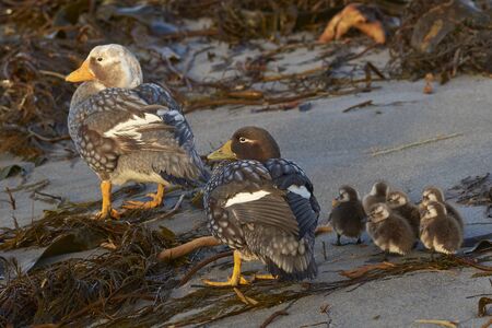 Falkland Steamer Duck (Tachyeres brachypterus) with chicks on a sandy beach on Sea Lion Island in the Falkland Islands.の写真素材