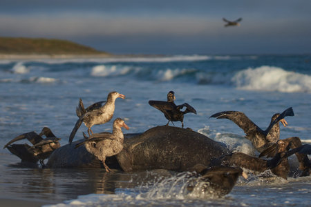 Mixed group of Southern Giant Petrel (Macronectes giganteus) and Northern Giant Petrel (Macronectes halli) feeding on the carcass of a Southern Elephant Seal on Sea Lion Island in the Falkland Islands.の写真素材