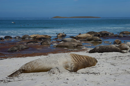 Breeding group of Southern Elephant Seal (Mirounga leonina) with recently born pups lying on a beach on Sea Lion Island in the Falkland Islands.の写真素材