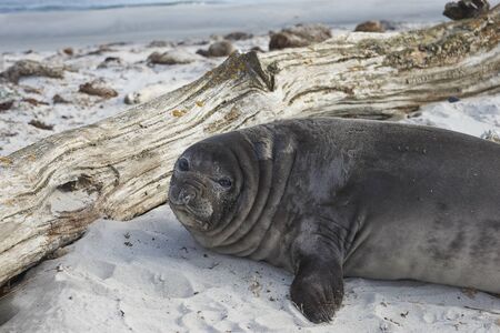 Recently weaned Southern Elephant Seal pup (Mirounga leonina) on the coast of Sea Lion Island in the Falkland Islands.の写真素材