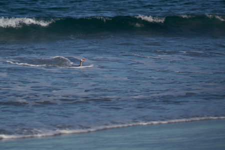 Gentoo Penguins (Pygoscelis papua) coming ashore after feeding at sea on Sea Lion Island in the...
