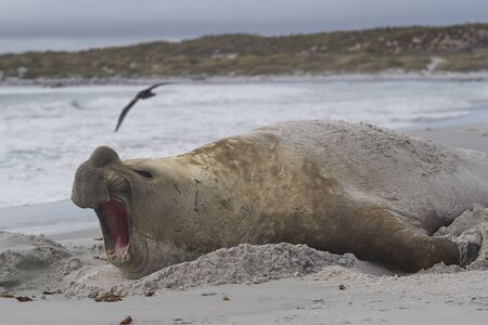 Large male Southern Elephant Seal (Mirounga leonina) during the breeding season on Sea Lion Island in the Falkland Islands.の写真素材