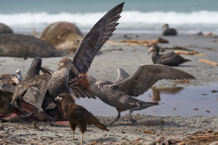 Mixed group of Southern Giant Petrel (Macronectes giganteus), Northern Giant Petrel (Macronectes halli) and Striated Caracara feeding on the carcass of a Southern Elephant Seal on Sea Lion Island in the Falkland Islands.の写真素材