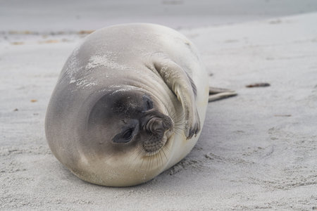 Recently weaned Southern Elephant Seal pup (Mirounga leonina) on the coast of Sea Lion Island in the Falkland Islands.の写真素材