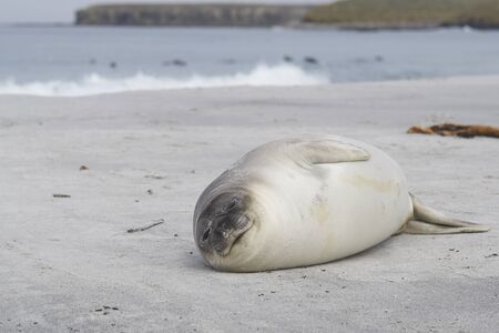 Southern Elephant Seal pup (Mirounga leonina) on the coast of Sea Lion Island in the Falkland Islands.の写真素材