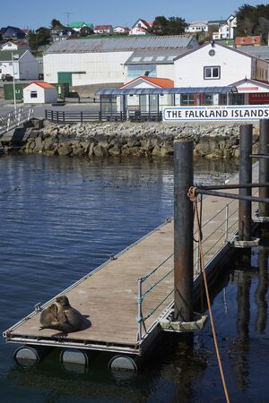 STANLEY, FALKLAND ISLANDS - OCTOBER 29, 2019: Pair of young Southern Sea Lions (Otaria flavescenson) the pier in Stanley, capital of the Falkland Islands.のeditorial素材