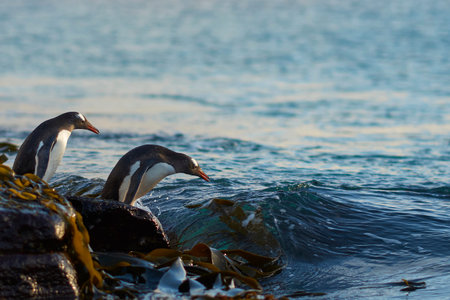 Gentoo Penguin (Pygoscelis papua) heading to sea early in the morning on a rocky kelp strewn beach on Bleaker Island in the Falkland Islands.の写真素材