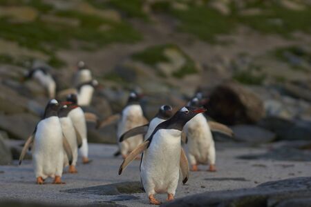 Gentoo Penguin (Pygoscelis papua) heading to sea early in the morning on a rocky kelp strewn beach on Bleaker Island in the Falkland Islands.の写真素材