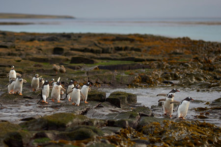 Gentoo Penguin (Pygoscelis papua) heading to sea early in the morning on a rocky kelp strewn beach on Bleaker Island in the Falkland Islands.の写真素材