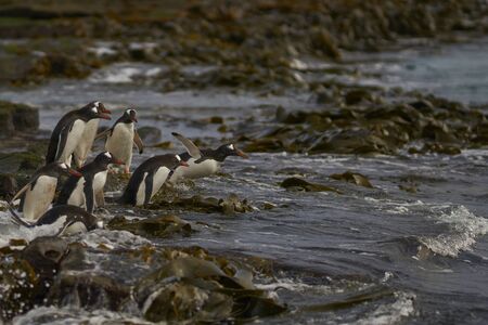 Gentoo Penguin (Pygoscelis papua) heading to sea early in the morning on a rocky kelp strewn beach on Bleaker Island in the Falkland Islands.の写真素材