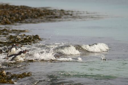 Gentoo Penguin (Pygoscelis papua) heading to sea early in the morning on a rocky kelp strewn beach on Bleaker Island in the Falkland Islands.の写真素材