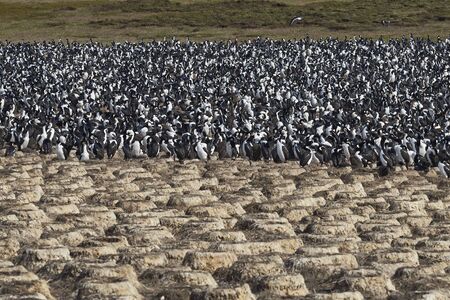 Large colony of Imperial Shag (Phalacrocorax atriceps albiventer) on Bleaker Island on the Falkland Islands. Old nests from earlier years in the foreground.の写真素材