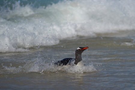 Gentoo Penguins (Pygoscelis papua) coming ashore after a day spent feeding at sea. Bleaker Island in the Falkland Islands.の写真素材