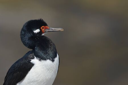 Rock Shag (Phalacrocorax magellanicus) standing on the cliffs of Bleaker Island in the Falkland Islandsの写真素材