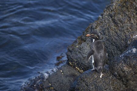 Rockhopper Penguins (Eudyptes chrysocome) coming ashore on the rocky cliffs of Bleaker Island in the Falkland Islandsの写真素材
