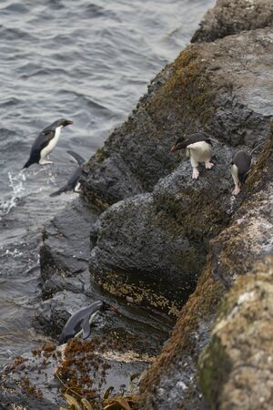Rockhopper Penguins (Eudyptes chrysocome) coming ashore on the rocky cliffs of Bleaker Island in the Falkland Islandsの写真素材