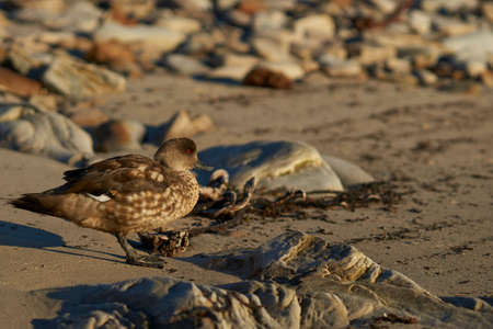 Crested Duck (Lophonetta specularioides specularioides) on the coast of Carcass Island in the Falkland Islands.の写真素材