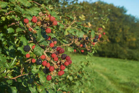 Wild Blackberries growing in the hedgerows in the Woolley Valley, an Area of Outstanding Natural Beauty in the Cotswolds on the outskirts of Bath, England, United Kingdomの写真素材