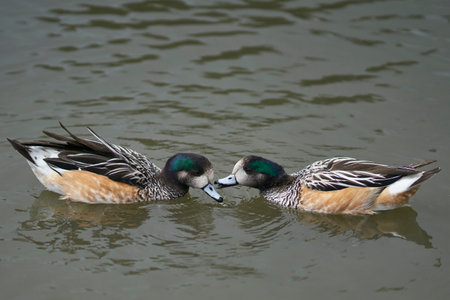 Chiloe Wigeon (Mareca sibilatrix) interacting on a pond at Slimbridge in Gloucestershire, United Kingdomの写真素材