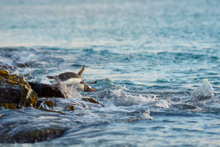 Gentoo Penguin (Pygoscelis papua) heading to sea early in the morning on a rocky kelp strewn beach on Bleaker Island in the Falkland Islands.の写真素材