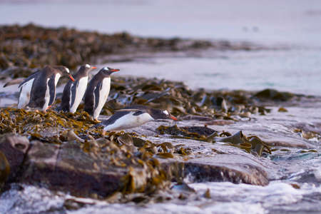Gentoo Penguin (Pygoscelis papua) heading to sea early in the morning on a rocky kelp strewn beach on Bleaker Island in the Falkland Islands.の写真素材