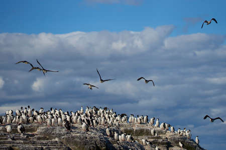 King Cormorant (Phalacrocorax atriceps albiventer) flying along the coast of Bleaker Island on the Falkland Islands. Large group of birds on the cliffs.の写真素材