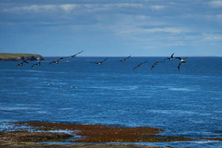 King Cormorant (Phalacrocorax atriceps albiventer) flying along the coast of Bleaker Island on the Falkland Islands. Large group of birds on the cliffs.の写真素材